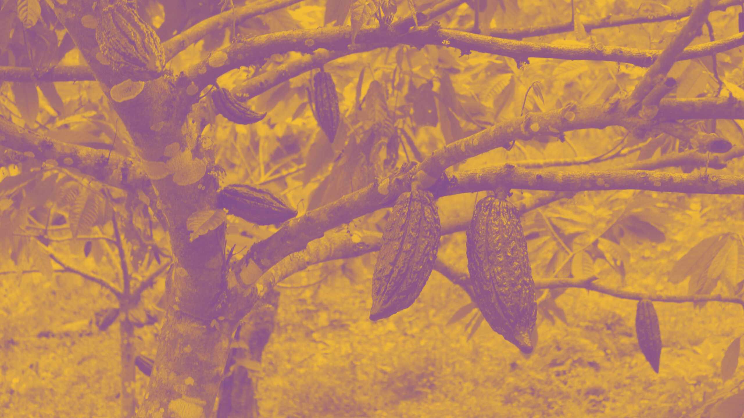 Kakaoanbau in Honduras