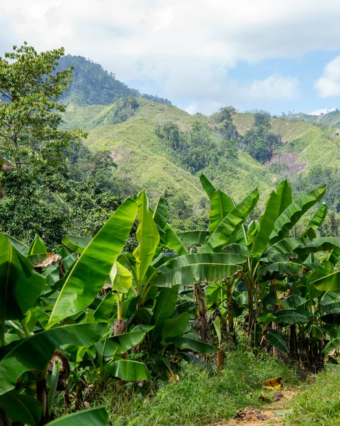 Landschaft mit Bananenpflanzen