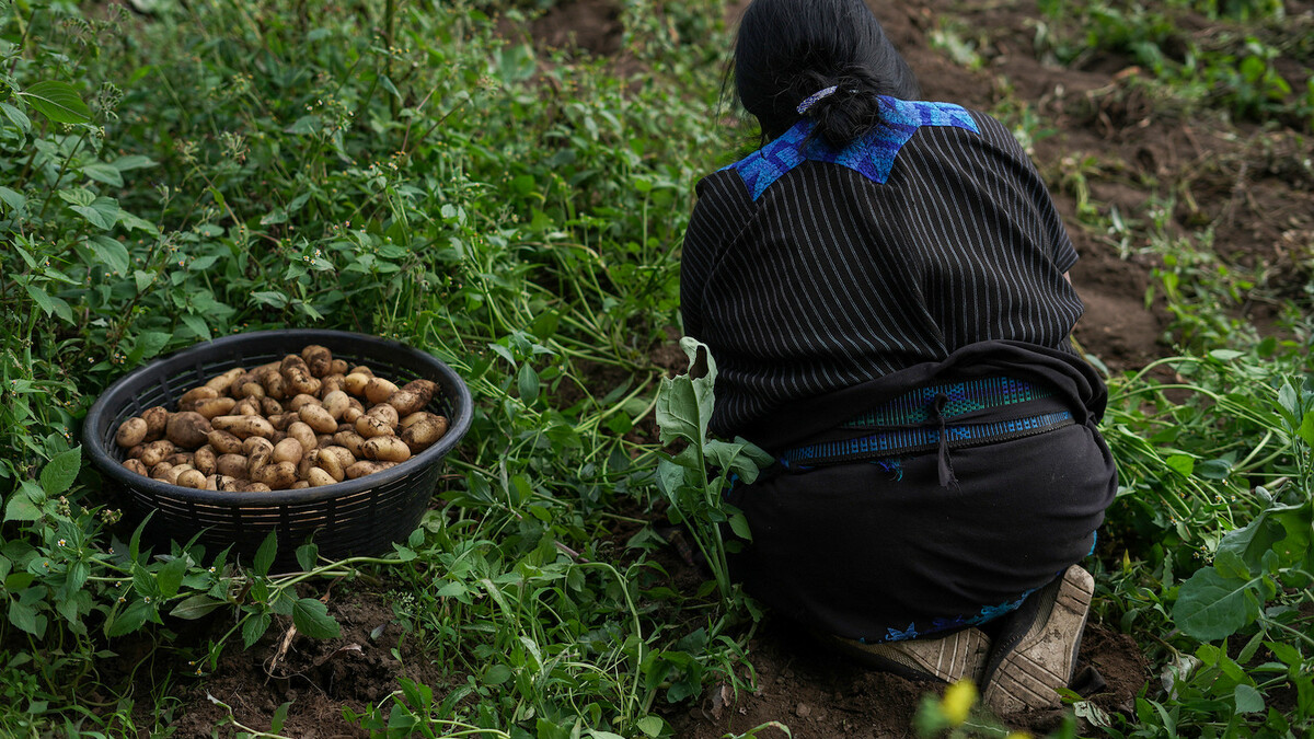 Frau am Ernten in Guatemala