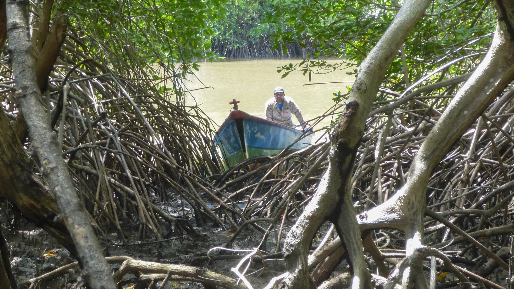 Mangrovenwald, Honduras