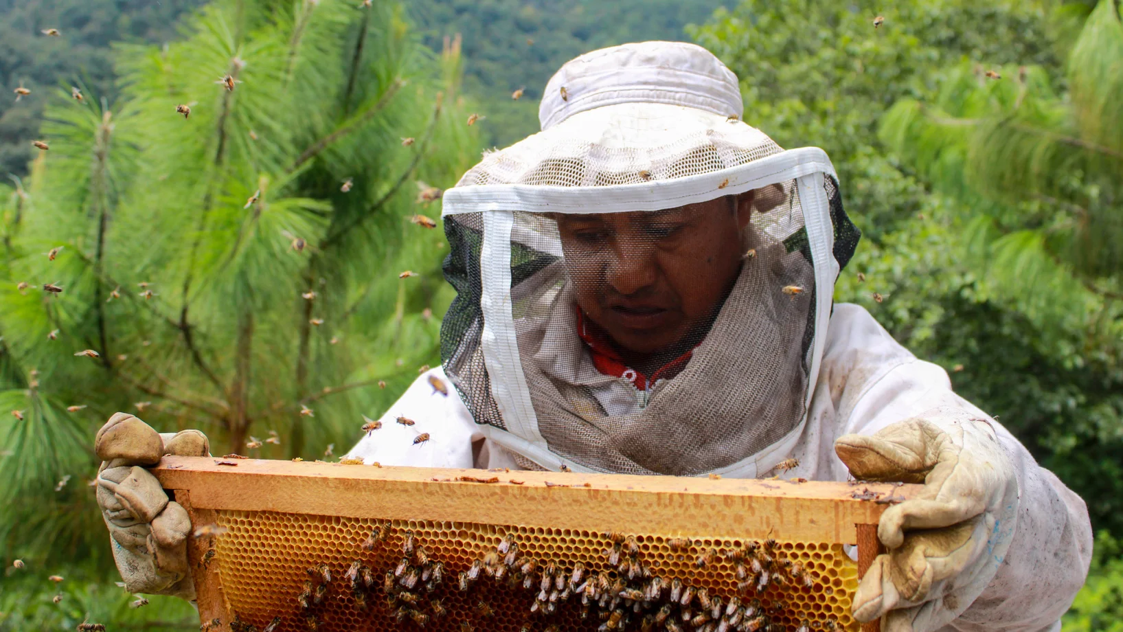 Natur schützen, Bauernfamilien stützen, Guatemala
